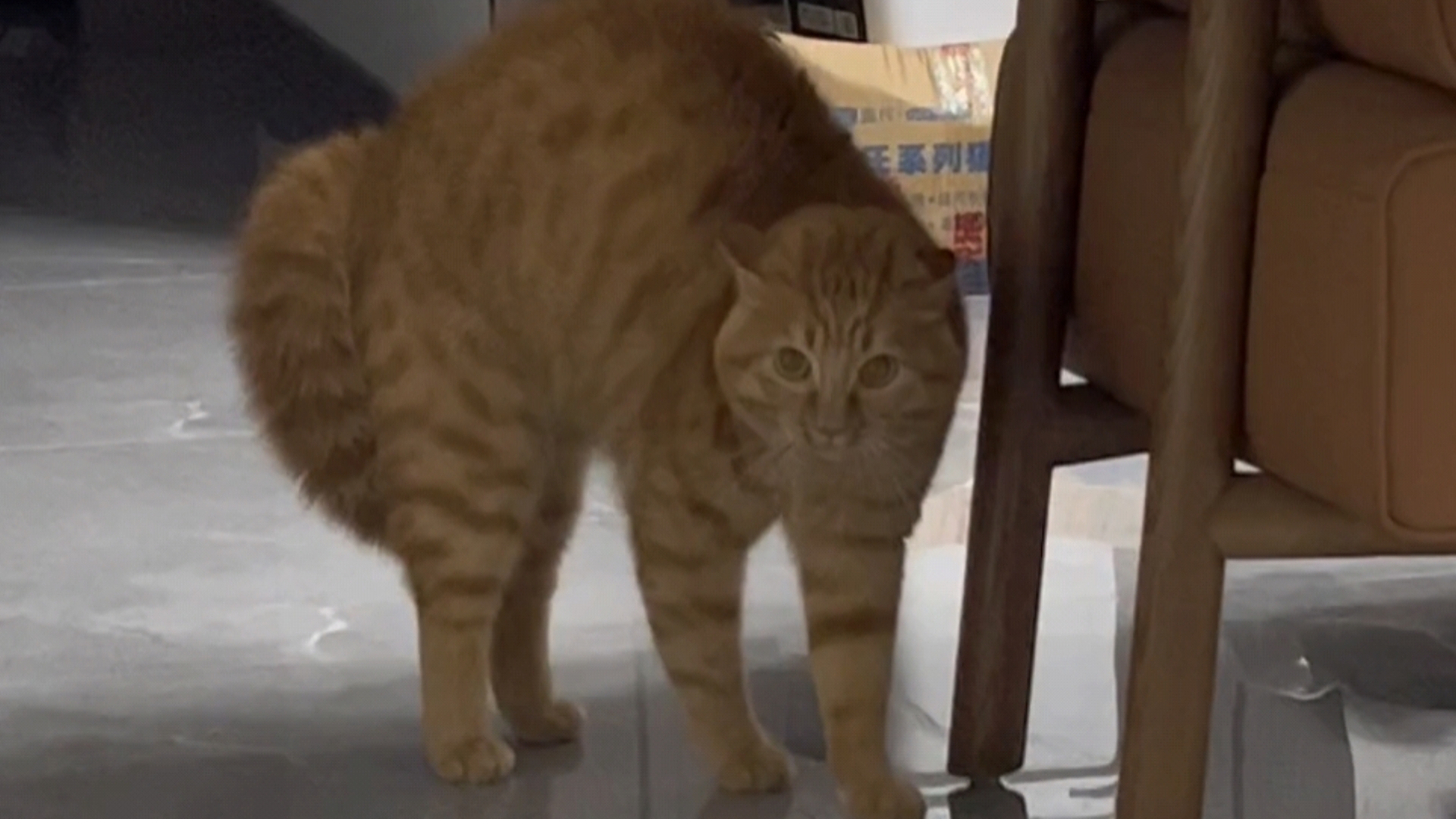 [基米文件]我是一个糗（完整版）