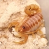 【蝎子】淡色副杀牛蝎（Parabuthus pallidus）雌性拒配