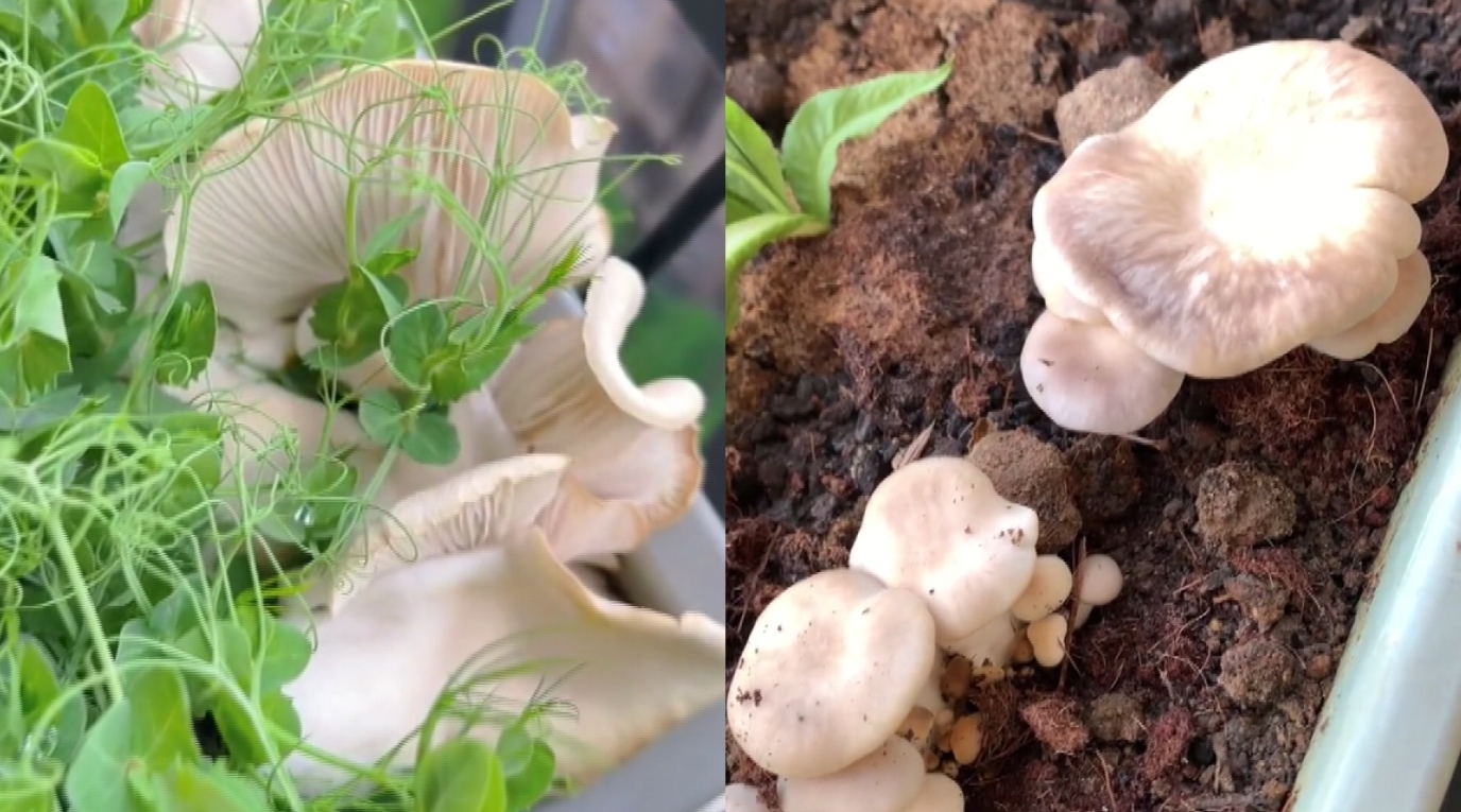 女子水培蘑菇失败，掰碎后随意扔花盆里，几天后意外长出一盆蘑菇