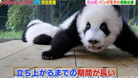 小猫的视频大全动物世界 d9c31782d5373b3bd4b438b4e2799ffdd4f8b502.jpg@280w_158h_1c_100q.jpg