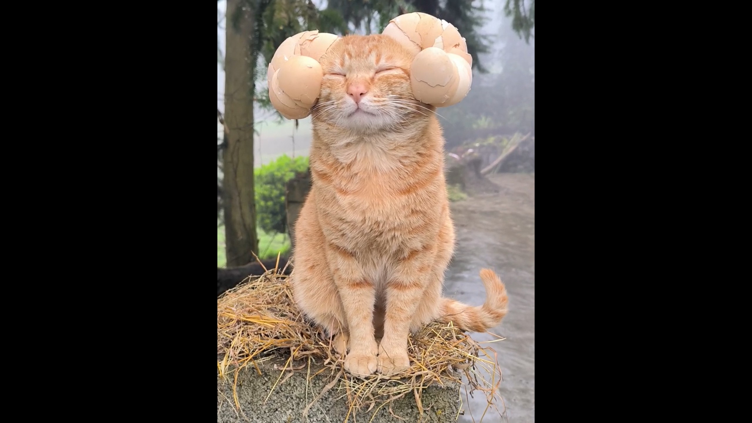 这是我见过最乖的“蛋卷猫”