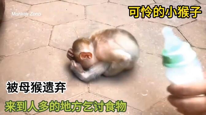 看小猴视频的朋友看我主页介绍或者私信我 #猴子  #可爱的小猴子  #可爱小猴子视频