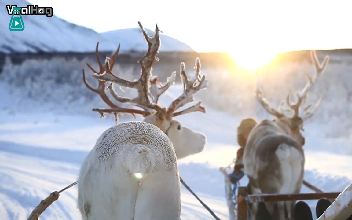 坐着驯鹿拉的雪橇欣赏雪中美景，这才是想要的冬天