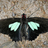 宽绒番凤蝶 Parides sesotris （yt@pedromariposa