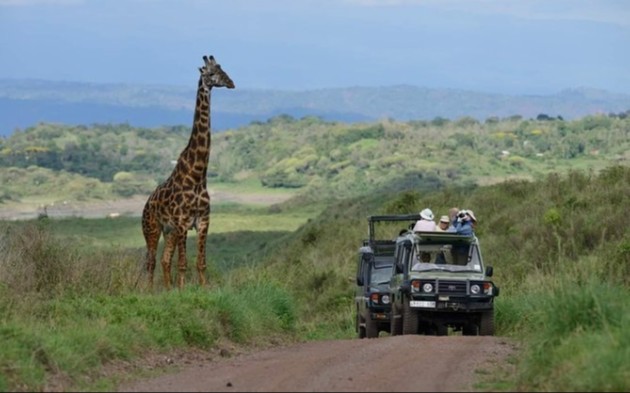 巨大的长颈鹿路过汽车 必须抬头仰望！
