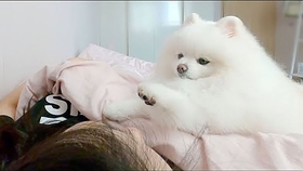 怎么拥有一只猫 da079ad04317f6e33e4dcc4d04dc06ca8e553255.jpg@280w_158h_1c_100q.jpg