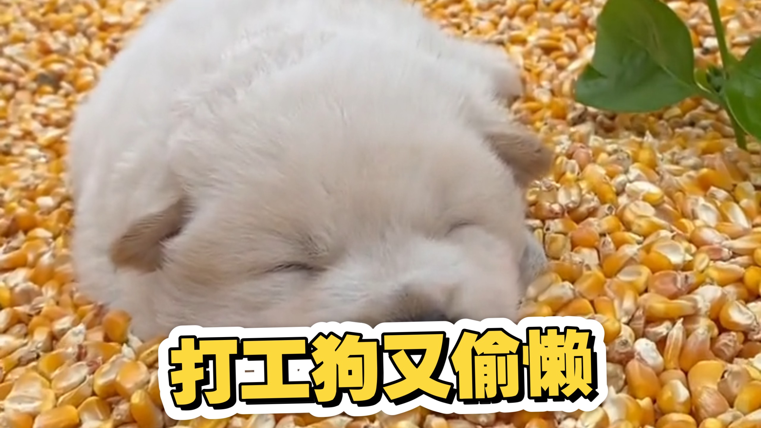 又在这里睡大觉被逮住了