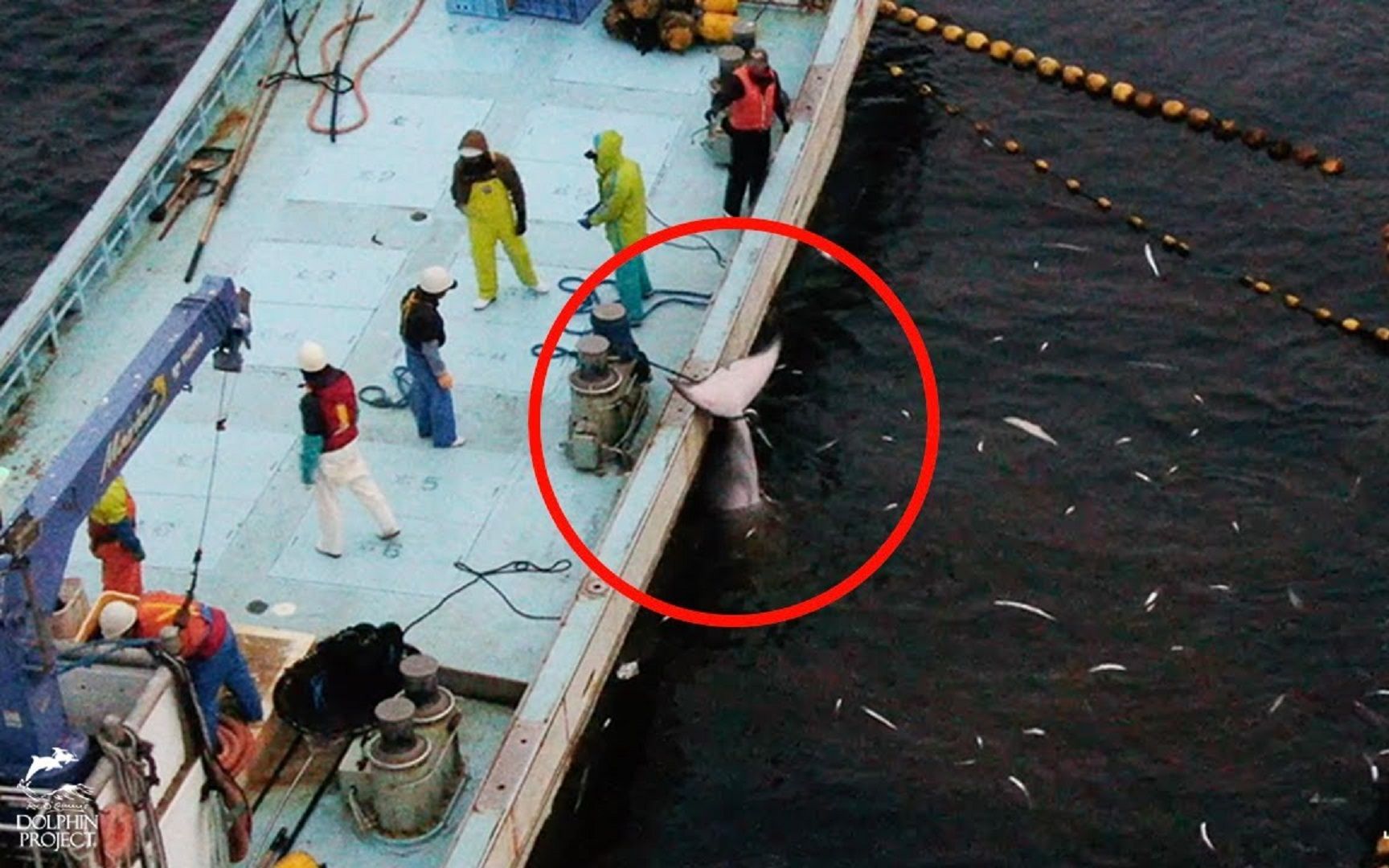 日本某传统节日，以屠杀上万条海豚为主要“节目”，引起抗议