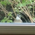 隔离室窗外的小鸟