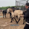二马戏驴，公马和母驴配种过程突然发生意外，幸亏有惊无险去看看