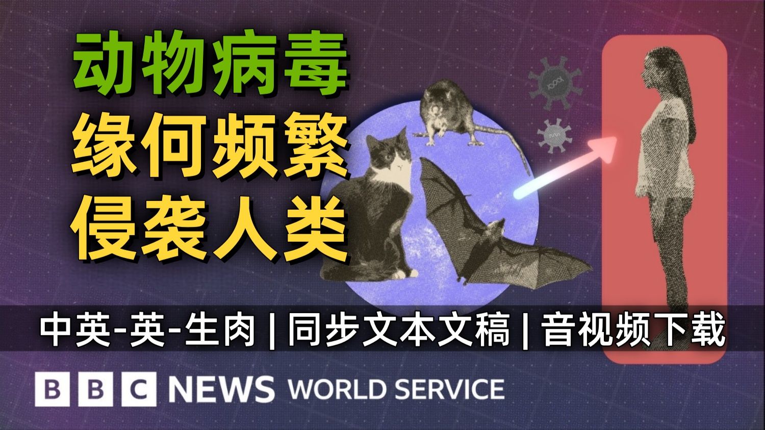 【BBC World Service 附文稿】从新冠、埃博拉到汉坦病毒，为何动物病毒更加频繁地传播到人类？[中英-英-生肉]