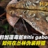 致命的加蓬毒蛇Bitis gabonica，如何在丛林伪装狩猎