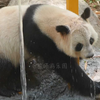 我是悦悦，我为长隆水上乐园带盐！悦悦喜提新丰荣“中头奖”：被淋了一桶冷水
