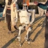 机器人践踏草坪的视频证据