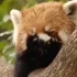 【小熊猫】小熊猫在线洗脸——真的好萌好可爱！我已经死了很多遍了！不看绝对血亏！！