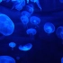 空镜视频素材 海洋世界海底世界水母海洋生物素材分享