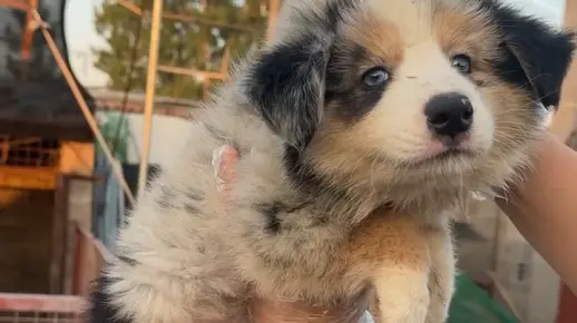 帮粉丝挑选精品三色陨石边牧