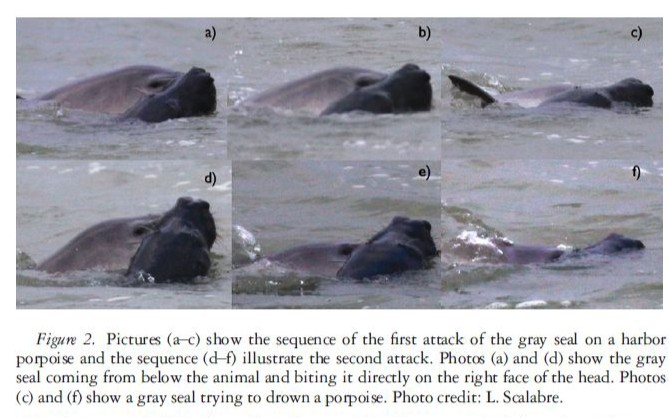 灰海豹捕食港湾鼠海豚