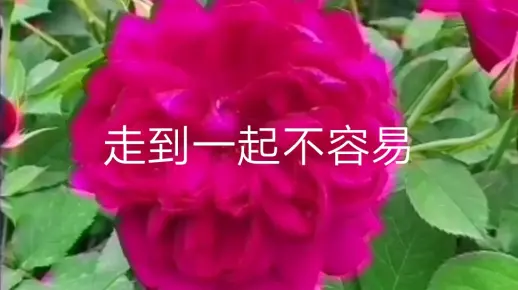 经典歌曲#走到一起不容易