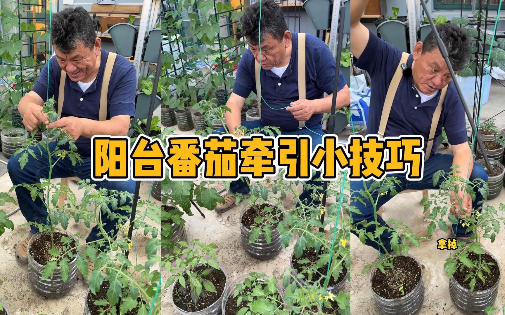 阳台番茄种植方法！