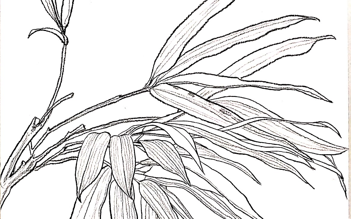 【手绘白描植物教程】竹叶的画法