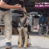 20190615 BACKSTAGE 日本の安全を守る警察犬!一人前に育成する“犬の学校【花澤香菜】【生肉】