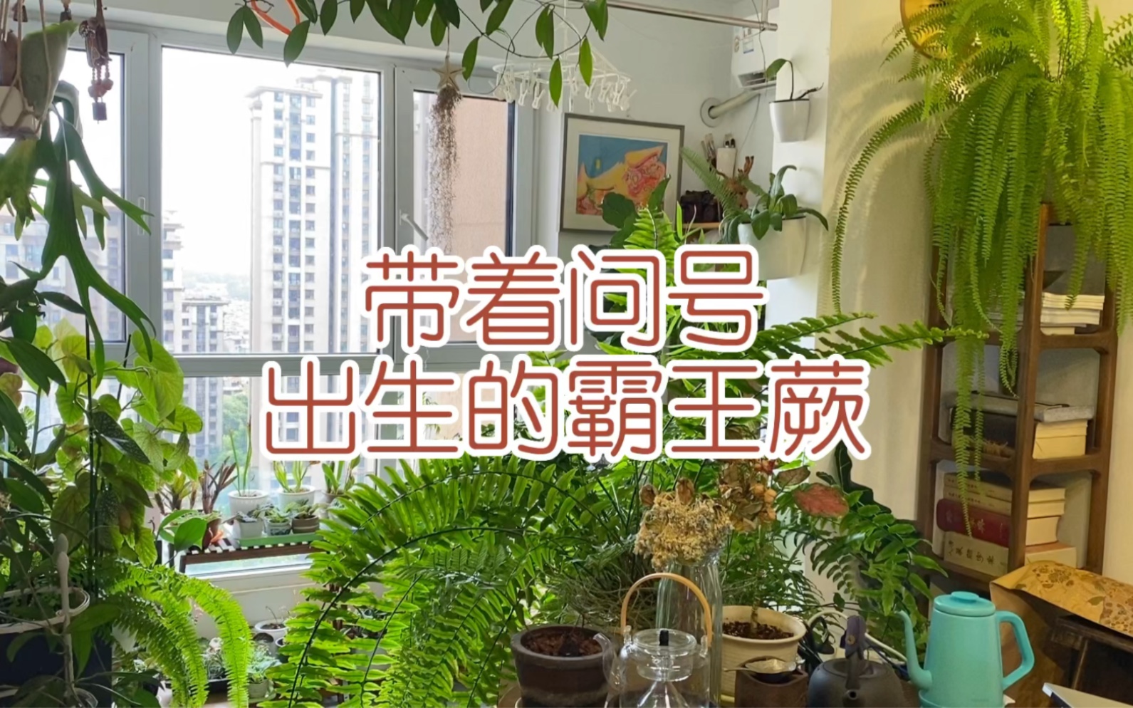 喜欢高湿度的蕨类植物，在干燥的北方室内如何养好？