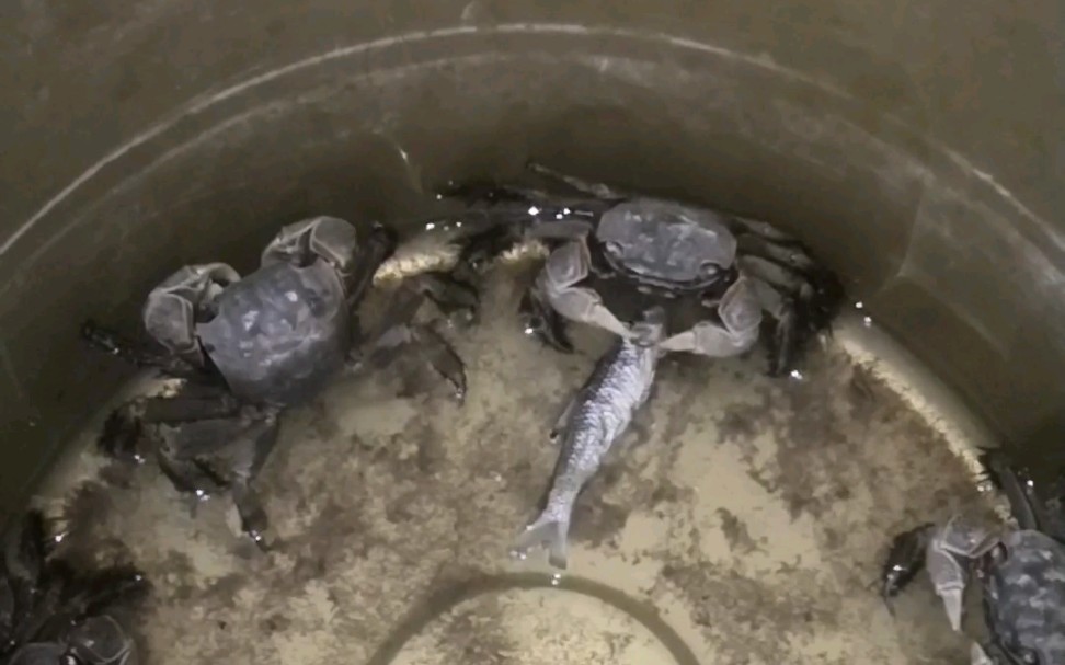 在机油桶里生存了半年的 螃蟹……