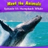 055.Meet the Animals 55-Humpback Whale.1080p.mp4