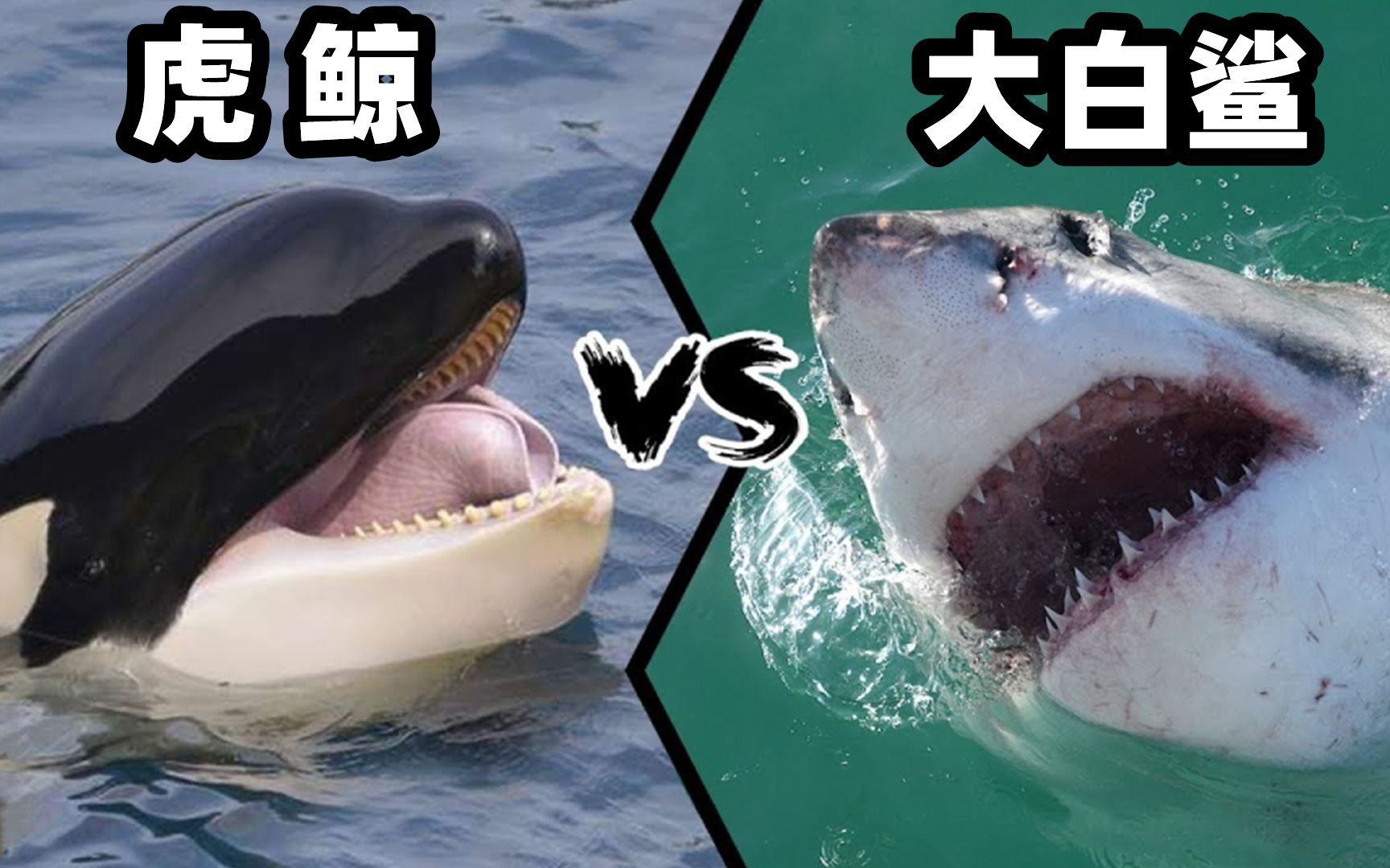虎鲸vs大白鲨，谁才是真正的海洋霸主？