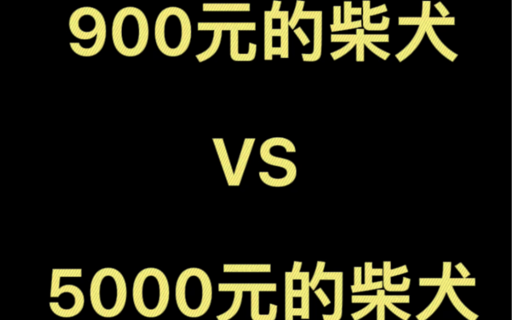 900元的柴犬与5000元的柴犬对比