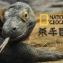 【国家地理频道自然纪录片】杀手巨蜥：探寻科莫多龙为何如此致命的奥秘