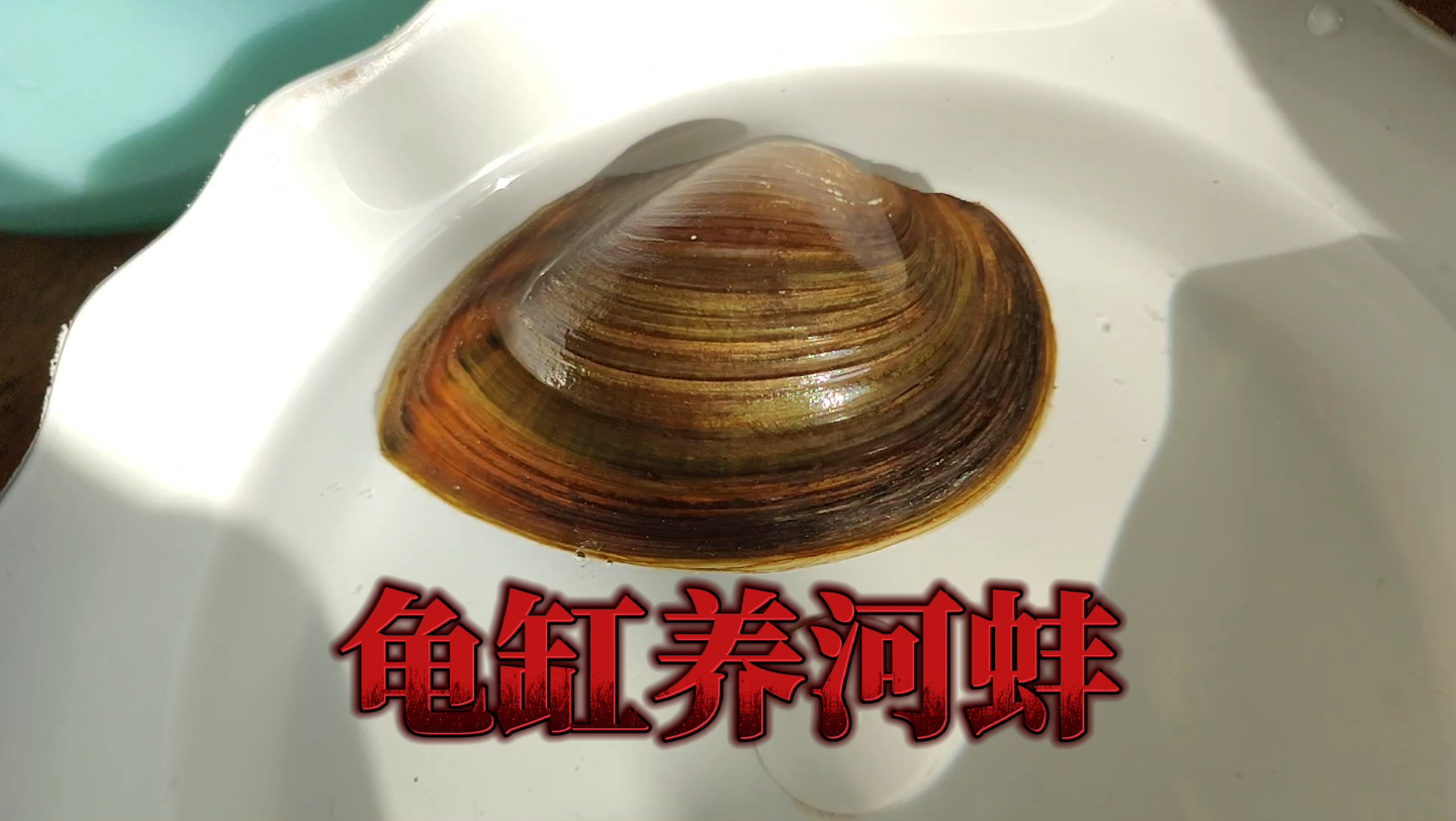 中国人都不愿意吃的河蚌，为啥基本绝迹了呢？是有毒素还是有虫？ - 哔哩哔哩