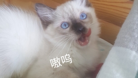 db407beb1f10ebdeb4ce97d3d4475a22ef18f2f4.jpg@280w_158h_1c_100q.jpg