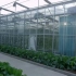 农业观光园玻璃温室大棚基地4K视频高清版