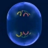 精子的形成过程3D动画模拟