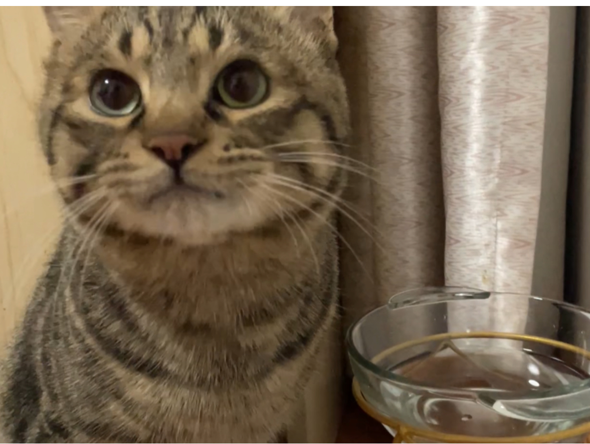 小猫喝了半碗水，眼巴巴看着麻麻求夸，被夸后高兴的猛喝十几口