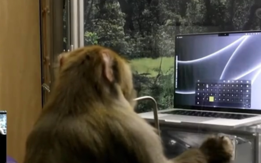 【真实】马斯克给猴子植入芯片后玩电脑