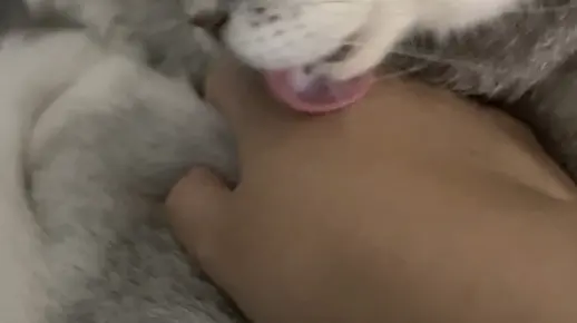 感觉差点被舔秃