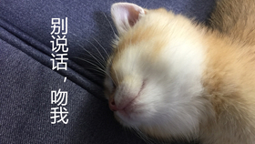 什么是主人位置 db666f41174ca534ddf567b5b3815d6467389f70.png@280w_158h_1c_100q.jpg