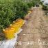 实拍广西摘果队采摘砂糖橘，果价1.2元一斤，摘工3毛3一斤