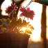 可商用视频素材之唯美晨光花朵向日葵清新花卉文艺自然风景素材