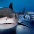 鲨鱼王国 中英双语字幕 Big Sharks Rule