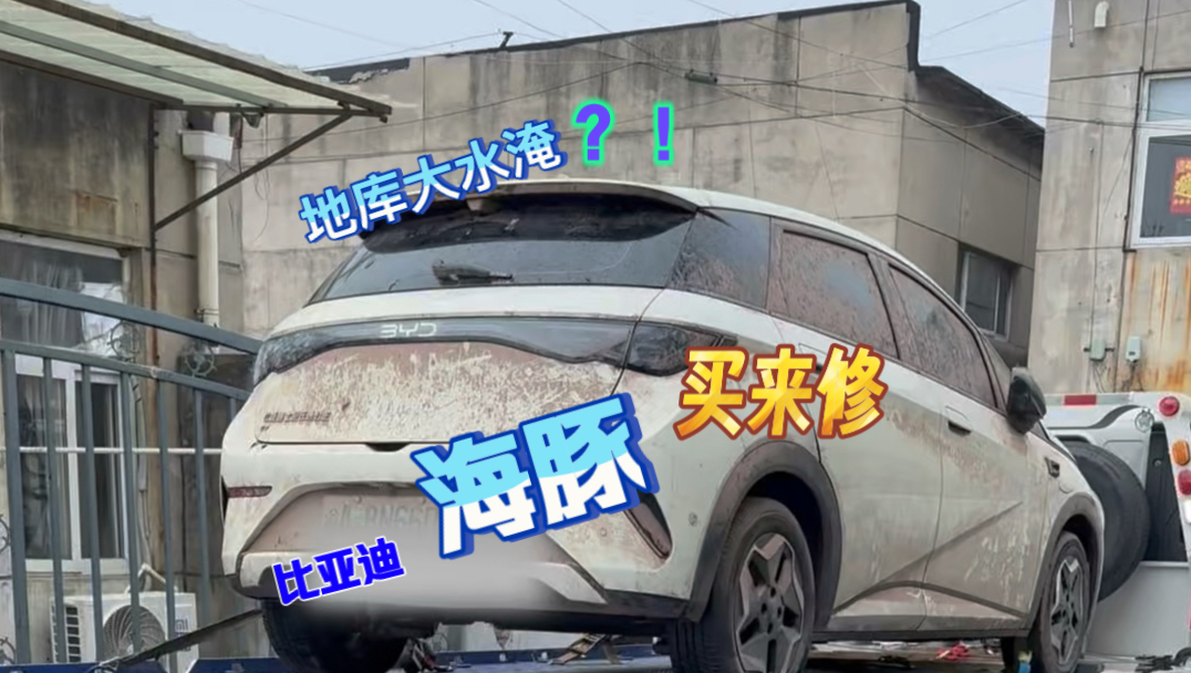 地库大水淹——比亚迪海豚，被邓锤锤买来修。别人躲着走，他却抢着要…