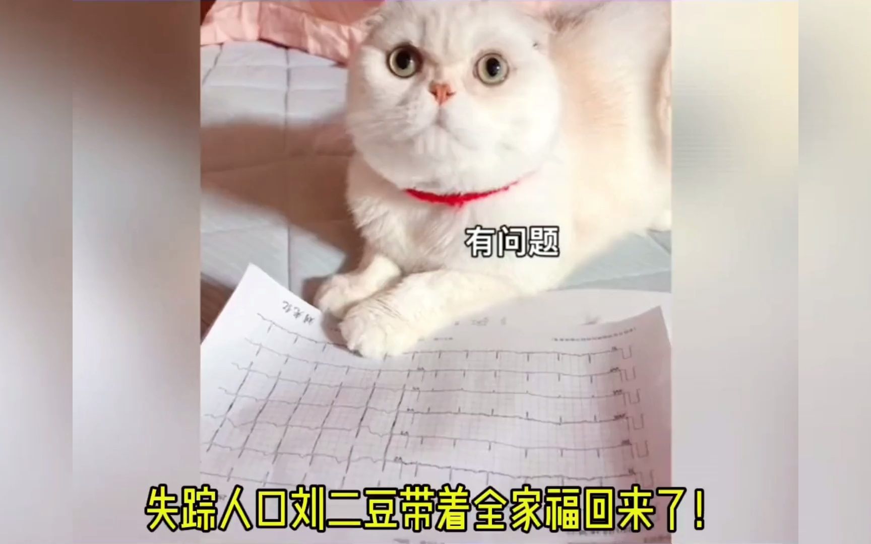 二豆妈终于想起抖音密码了 二豆这么可爱希望豆妈把密码刻进dna里