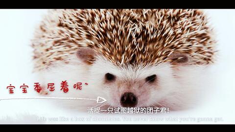 dbb805fc0919eff378ce176e927adc9f77f061b1.jpg@480w_270h_1c