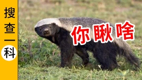 dbca6c7c1a99181d0fd364c88a12299eee6f7002.jpg@280w_158h_1c_100q.jpg