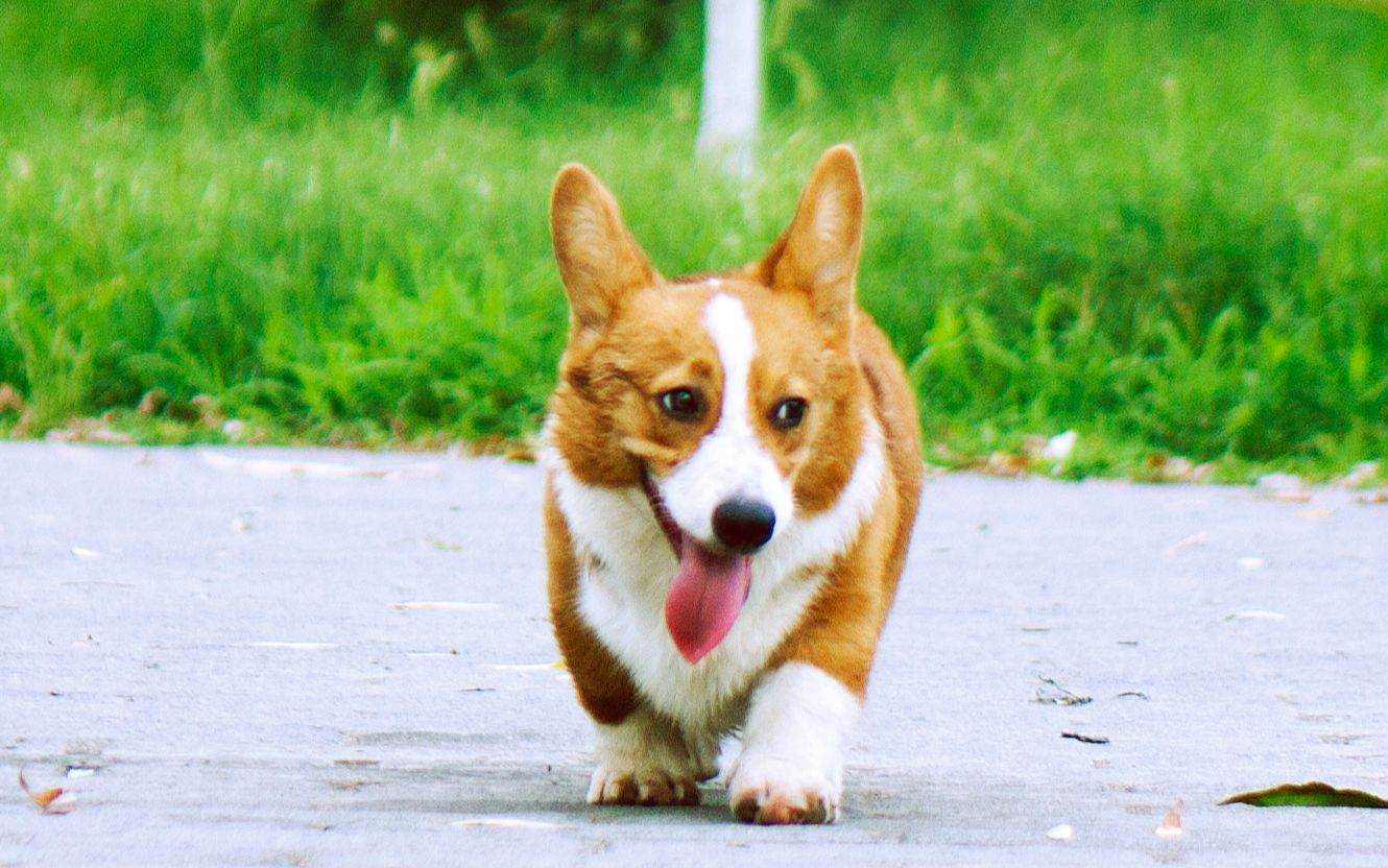 【柯基犬】一只会帮主人捡柴火的小柯基