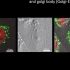 [电镜]使用离子液体染色的小鼠细胞快速相干光电镜成像