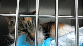 小猫老是爬高处怎么办 dbe3b21268860c42d339cdd305b297095f757079.jpg@280w_158h_1c_100q.jpg